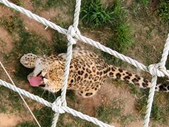 -西霞口神雕山野生动物世界