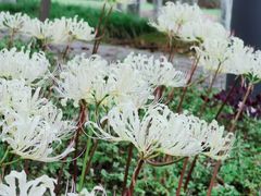 -白塘生态植物园