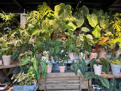 -自由生长植物工作室(深港花卉中心店)