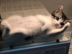-lincat·猫舍(广州店)