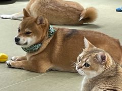 -逗柴咖啡屋·狗咖猫咖宠物桌游