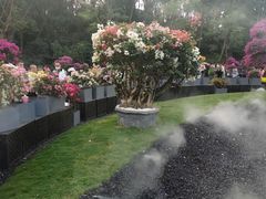 -莲花山公园