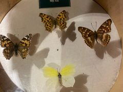 -陕西自然博物馆