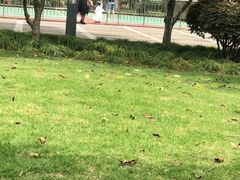 -来噻布布 Lets BUBU