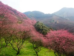 -新建村梅花