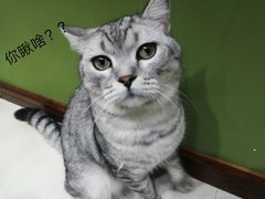 -猫亿天猫咖