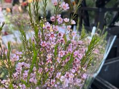 -循礼门鲜花花市(武汉循礼门店)