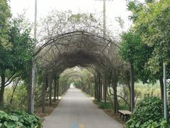 -上海长兴岛郊野公园