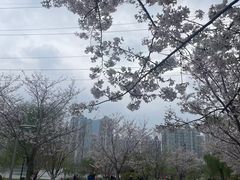 -西北湖绿化广场