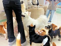 -怪兽屋·羊驼·猫咖·狗咖(俊华广场店)
