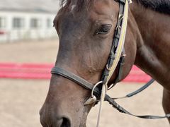 -北京群众马术培训基地