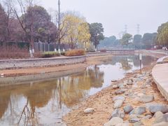 -金沙湖公园