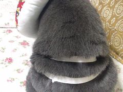 -灵美宠物诊所