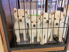 -柴犬小屋·柴餐厅·狗咖食堂(金鼎广场店)