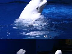 -海合安天津极地海洋公园