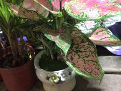 -沪花拾者(好再来花卉鲜花店)