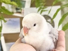 -吉丁鸟咖·异宠·寄养