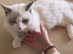 -猫在这儿猫咪咖啡馆·撸猫馆