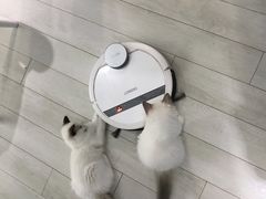 -喵的天空名猫咖啡馆·撸猫·猫舍·用品