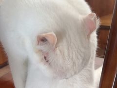 -有猫主题·治愈系猫咖(曾厝垵店)