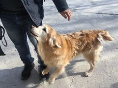 -宠物寄养训练学校