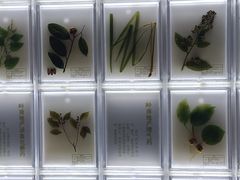 -广东中医药博物馆