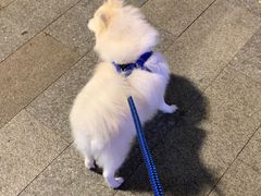 -彩虹桥宠物火化殡葬善终服务(金乐大厦店)