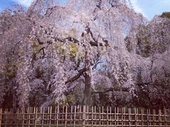 -京都御所