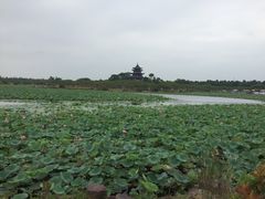 景点-上海海湾国家森林公园