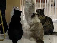 -鼓捣猫呢主题猫咖店