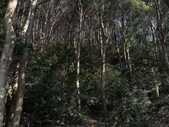 -午潮山国家森林公园