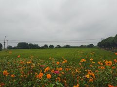 -莲花岛景区
