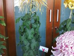 -杭州植物园