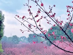 -秀丽东方