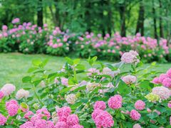 -上海滨江森林公园