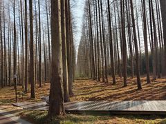 -黄海国家森林公园