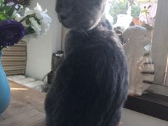 -海边的猫和咖啡馆