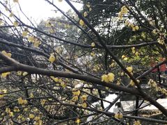 -林屋梅海青梅保护基地