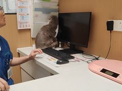 -瑞派康怡24h宠物医院·犬猫医疗中心·微创绝育(瑞景分院)