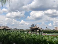 -莲花池公园