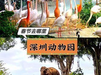 春节去哪里？近距离喂老虎，你敢么？