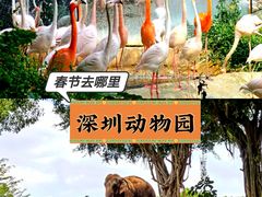 -深圳野生动物园