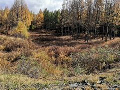 -塞罕坝国家级自然保护区