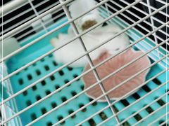 -爱侣宠医·鹦鹉专科·小型哺乳类·异宠专科(灵石路店)