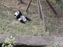 -成都大熊猫繁育研究基地
