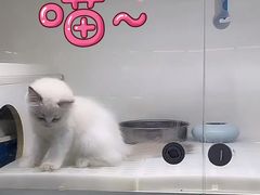 -lincat·猫舍(广州店)