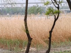 -绿堤公园