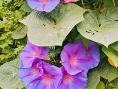 -三圣花乡旅游区