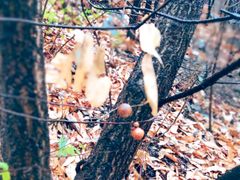 -鬼笑石后山停车场