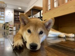 -豆柴町-柴犬主题狗咖(红鼎国际C座店)